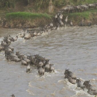 crossing van de wilde beast door de mara rivier safari migratie gnoes