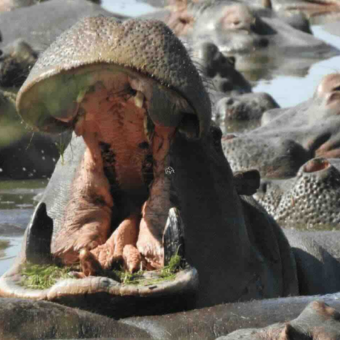 close up van hippo met ver openstaande bek waar je de tanden en tong ziet en gras op de onderkaak