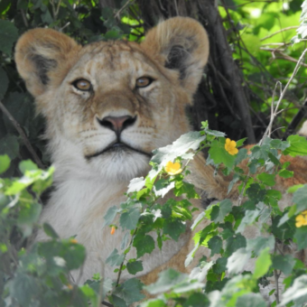 welp die ons aankijkt vanuit het struikgewas