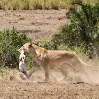 leeuwin lopend met gazelle in zijn bek gamedrive tijdens safari rondreis