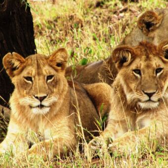 close up van drie leeuwinnen gespot tijdens een luxe safari rondreis door tanzania