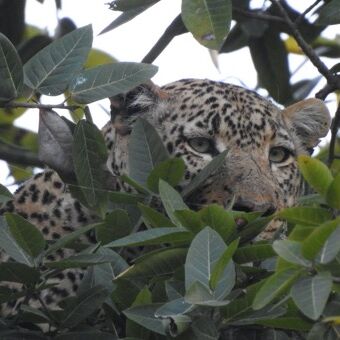 luipaard kijkend door de bladeren liggen op een boomtak