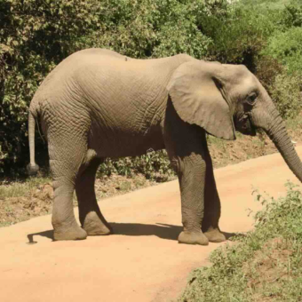 etende olifant staand op de weg met een slagtand heel dichtbij lake manyara tanzania