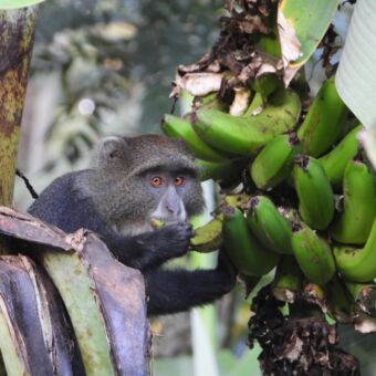 zwart aapje met oranje ogen in de boom die bananen aan het eten is