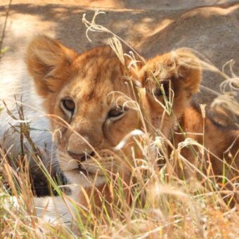 OP SAFARI close up welpje liggend in het gras vlak naast zijn moeder
