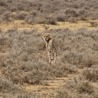DE LEUKSTE ACTIVITEITEN cheetah in een droog gebied achterom kijkend