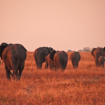 zonsondergang met oranje gloed grote groep olifanten lopend door het oranje gras van de serengeti tanzania