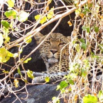 luipaard van dichtbij tussen takken liggend op een boomtak tanzania