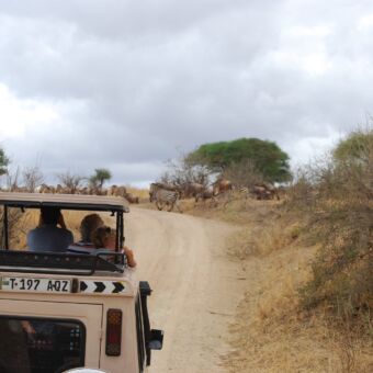 Gamedrive Serengeti National Park Tanzania Safari tanzania rondreizen ter inspiratie. op gamedrive. safari auto met open dak en twee mensen met camera's kijken naar een groep zebra's en wildebreast die de weg oversteken