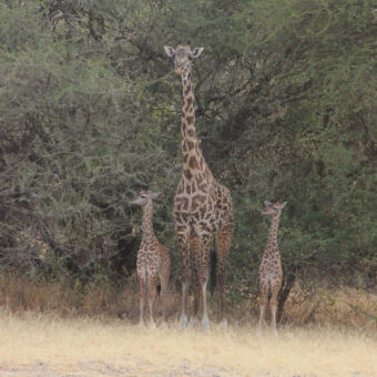 Grappige foto van 1 grote giraf en twee kleine giraffen. De kleine giraffen staan elk aan een kant van de grote giraf. De grote giraf kijkt ons aan en de kleintjes allebei naar rechts
