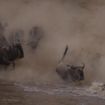 Gnoes die de rivier oversteken. Springend en op de achtergrond stofwolken