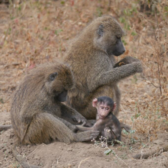 twee bavianen aan het rantsoeneren met kleintje arusha national park tanzania