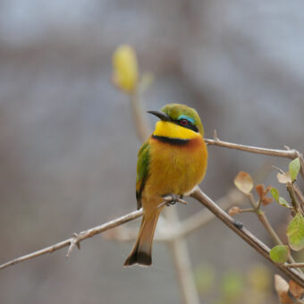 bee eater close up op een take