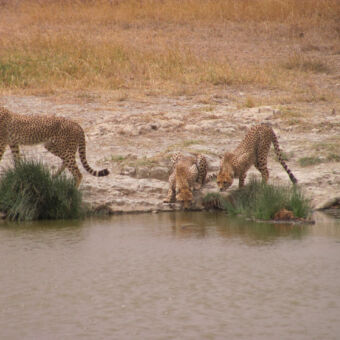 Drie Cheeta's drinken water in een poel op de Serengeti