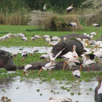 Nijlpaarden en heel veel verschillende watervogels bij Lake Manyara