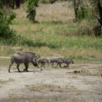 pumba met drie kleintje met hun typische loopje