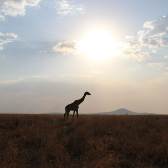 giraf met tegenlicht op de serengeti tanzania