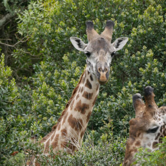 twee giraffe hoofden in een dicht begroeid bos