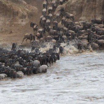 Oversteek van de Mara rivier door een grote groep wilde beasts