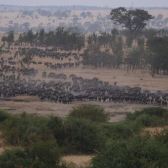 Ontelbaar veel gnoes op de Serengeti