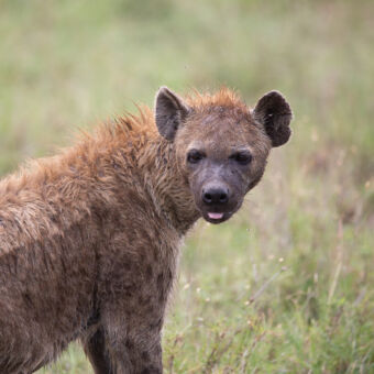 achterom kijkende spotted hyena van dichtbij