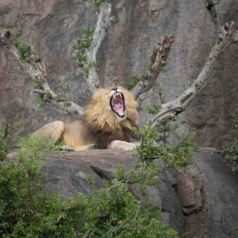Gapende mannetjes leeuw met grote hoogstanden op en tussen de kopjes van de serengeti tanzania