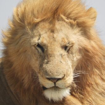dommelende leeuw met goudkleurige manen