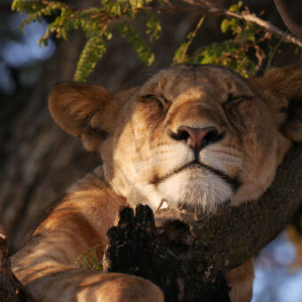 slapende leeuwin dichtbij met haar kin rustend op een tak