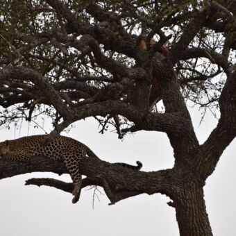 slapende luipaard liggend op een tak in de boom met daarover een dode gazelle tanzania serengeti