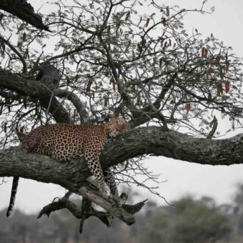 Safari Tanzania. Slaperige luipaard op een tak in een boom met zijn voorpoten hangend langs de tak lake manyara tanzania