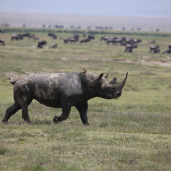 rhino op de voorgrond die gras eet op de achtergrond migratie gnoes serengeti