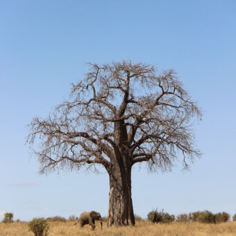 Een baobab boom met een klein olifantje ervoor in Tarangire National Park