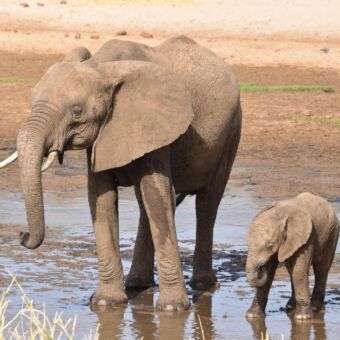drinkende olifant met kleine olifant bij plas serengeti tanzania