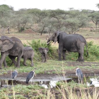 op de voorgrond aan het water maribu stock en daar achter olifanten met baby olifantje tarangire tanzania