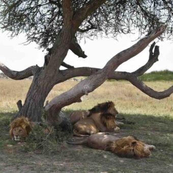 vier mannetje leeuwen in de schaduw van een boom op de serengeti