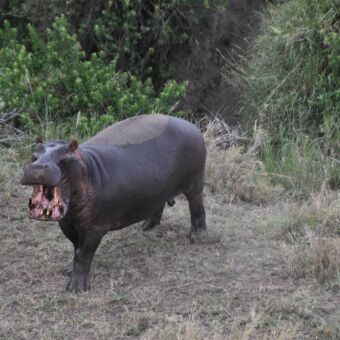 nijlpaard met gedeeltelijk open bek op het vaste land
