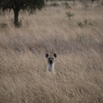 hoog dor gras met daar net bovenuit de kop van een hyena serengeti tanzania