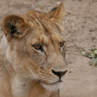 leeuwin close up zeer alert kijkend