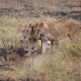 twee leeuwinnen staand naast elkaar in gras serengeti tanzania