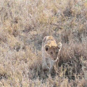 welpje lopen door het dorre gras van de serengeti