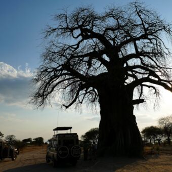 Een tegenlichtfoto van een baobab boom en twee van onze safari auto's