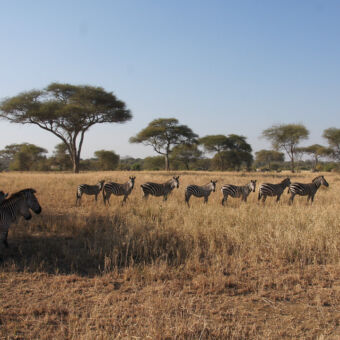 Gropeje zebra's in een rijtje op de Serengeti