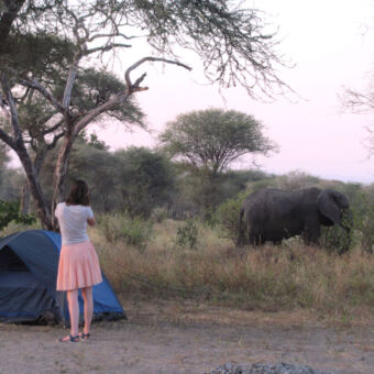 Je staat op de camping en de olifanten lopen achter je tentje