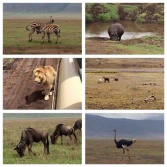 overzicht van toe zebra's grasende hippo een leeuw dichtbij de auto hyena's gnoes en struisvogel op de tarangire