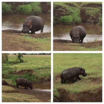 Hippo aan het grazen