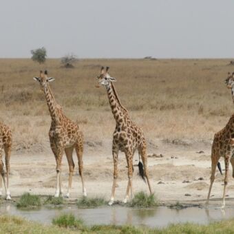 Groepje van 5 giraffen bij een plas water serengeti
