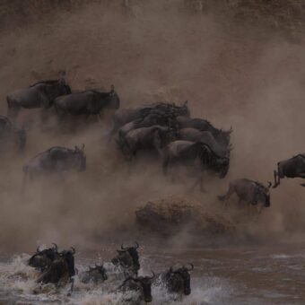 Safari Tanzania de grote trek Mara crossing spektakel Tijdens een safari in Tanzania op zoek naar de grote migratie. Grote groepen gnoes die de Mara rivier inspringen en op de voorgrond zwemmen. Veel stof en opspattend water. De grote trek van gnoes is een van de grootste hoogtepunten om mee te maken op je rondreis door Tanzania