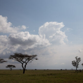 landschapsfoto van acacia's op de vlakte van de serengeti bewolkt