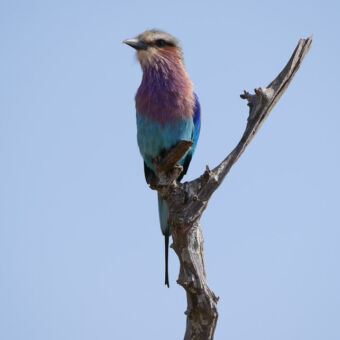 Bird watching lilac brested roller op een dode tak close up vogelsafari tanzania
