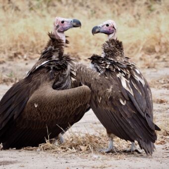 twee grote aasgieren die elkaar aankijken tanzania